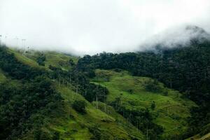 vue de le magnifique nuage forêt et le quindio la cire paumes à le cocora vallée situé dans salento dans le quindio Région dans Colombie. photo