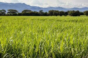 sucre canne champ et le majestueux montagnes à le valle del Cauca Région dans Colombie photo