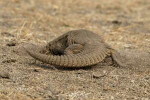 saara hardwickii ou le Indien à queue épineuse lézard, observé près nalsarovar photo