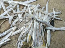 proche en haut de layur poisson Indonésie du quotidien pêche lorsque sec saison. le photo est adapté à utilisation pour environnement affiche, pêche affiche et poisson contenu médias.