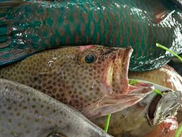 proche en haut de groupeur poisson à le ville marché, mahe les Seychelles photo