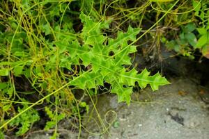 mer houx dans le sauvage. indonésien biologique herbes photo