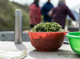 sauvage herbes salade photo