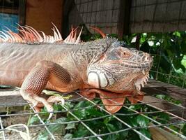 portrait de gros iguane, magnifique iguane rouge Orange coloré herbivore lézards à la recherche fermer photo