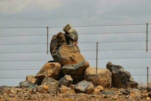 marrant singe séance sur pierre et à la recherche autour avec Naturel arrière-plan, singes séance sur métal clôture photo