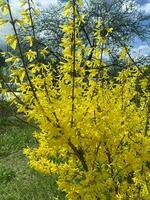 forsythia buisson, épanouissement avec Jaune fleurs dans de bonne heure printemps. studio photo