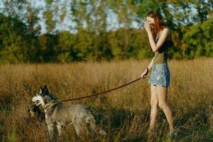 femme et sa rauque chien Heureusement en marchant et fonctionnement dans le herbe dans le champ sourire avec les dents l'automne le coucher du soleil marcher avec une animal de compagnie, en voyageant avec une ami chien bonheur photo