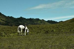 scénique vert herbe champ vue de roulant campagne vert ferme des champs avec cheval photo