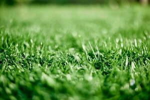 Frais feuilles de Jeune vert pelouse herbe fermer, trèfle et micro trèfle choux pour paysage conception et jardin aménagement paysager. écologie et soins pour la nature comme une façon de la vie photo