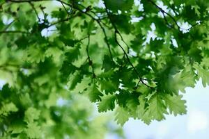 le vert feuilles de le chêne arbre fermer contre le ciel dans le lumière du soleil dans le forêt photo