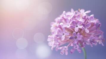 lilas fleur bokeh Contexte. illustration ai génératif photo