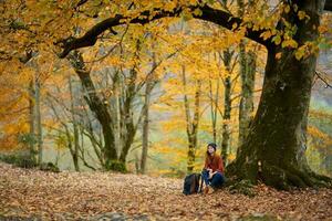 femme dans forêt Jaune feuilles près arbre Voyage la nature photo