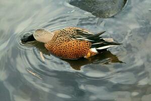 une vue de une canard photo