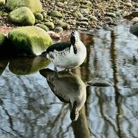 une vue d'un canard peigne africain photo