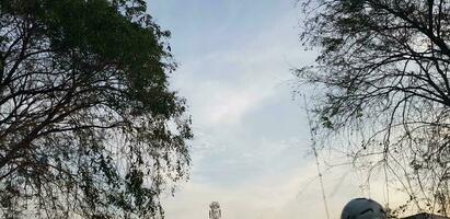 des arbres avec très luxuriant feuilles et brindilles avec bleu ciel et blanc des nuages dans le Contexte. photo