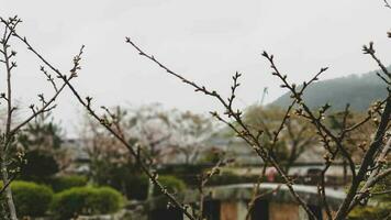 le état de un de le Japonais jardins dans arashiyama dans en retard printemps. certains Cerise fleur fleurs sont encore dans Floraison photo