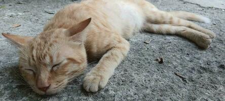 une chat cette sommeil sur une béton sol. photo