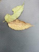 deux sec feuilles, un marron et un encore verdâtre, sur une tapis. photo