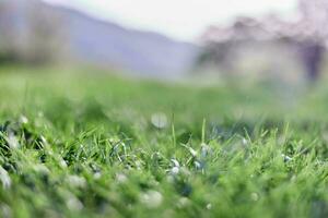 feuilles de vert Jeune herbe sur le Contexte de le alpin montagnes, une printemps paysage fermer photo