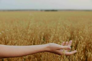 femelle main blé des champs agriculture récolte mode de vie photo