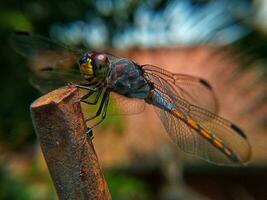 libellule. belle libellule dans l'habitat naturel. la libellule chasse. plans macro d'une libellule. photo