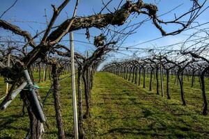 2023 03 05 lonigo travail dans le des champs le vignobles 1 photo