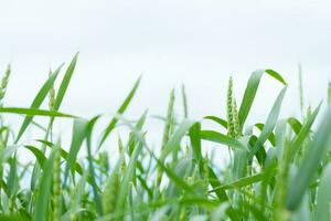 un image de une champ de blé. fermer vue de Frais oreilles de Jeune vert blé. photo