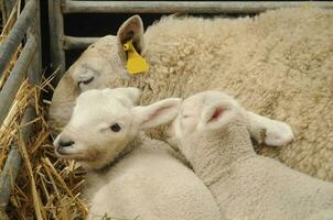 mignonne innocent peu blanc agneau et sa famille photo