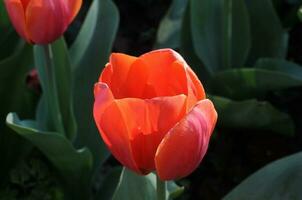 rouge tulipe dans une ensoleillé été photo