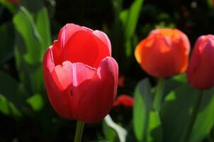 rouge tulipe dans brillant été lumière photo