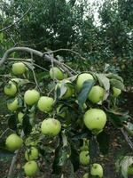 Pomme arbre dans le jardin photo