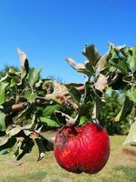 pourri rouge Pomme sur une branche. gâté récolte. déchet nourriture photo