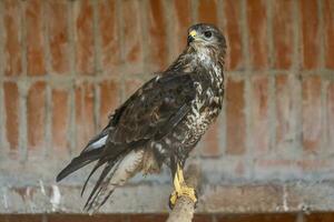 fauconnerie. faucon oiseau de proie sur afficher. photo