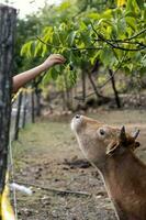 boucha race, petit à cornes courtes bétail vache sur gratuit intervalle ferme avoir alimentation par homme photo