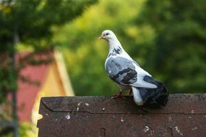 proche en haut de une Pigeon photo