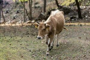 boucha race, petit à cornes courtes bétail vache sur gratuit intervalle ferme photo