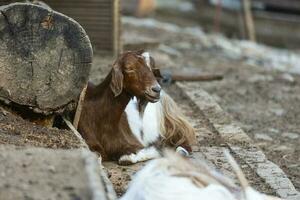 chèvre permanent dans ferme sur une en retard été après midi photo