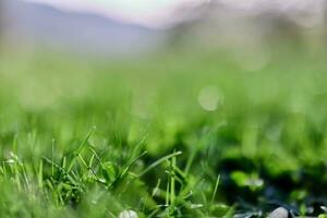 vert été herbe dans le des rayons de lumière du soleil, conservation le la nature de le Terre photo