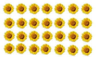 Groupe de tournesols en fleurs isolé sur fond blanc photo