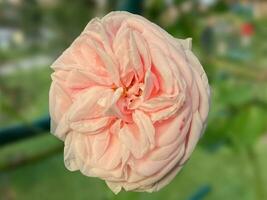 Rose dans le premier plan dans le Rose jardin photo