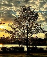 silhouette de une arbre sur le rive de une Lac à le coucher du soleil photo