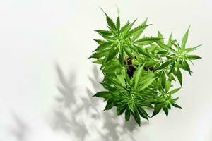 croissance biologique cannabis les plantes. magnifique mis en pot marijuana plante sur blanc Contexte avec branché ombres photo