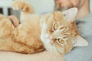 barbu homme étreindre et caressant gingembre chat fermer. sélectif concentrer sur chats museau photo