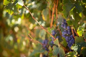 mûr les raisins sur une vigne photo