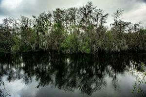 cyprès tress dans le Everglades photo
