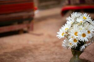 marguerites dans une péruvien vase photo