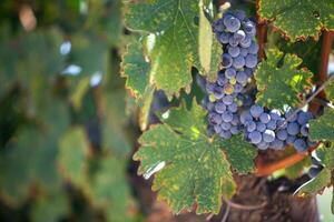 les raisins pour du vin sur une vigne dans le ombre photo