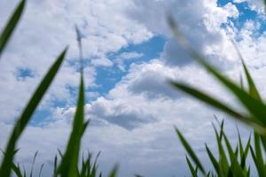 ciel bleu et nuages blancs vue de dessous avec herbe verte beauté de la nature, espace de copie de temps de printemps
