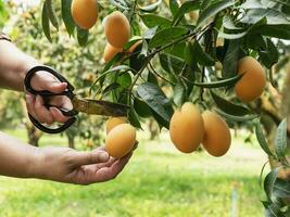 asiatique ferme homme est vérification le sien acide et sucré fruit appelé marian prune ou thaïlandais plango ou marian mangue, de prune mangue dans le sien en plein air fruit jardin photo