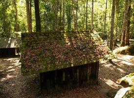 forêt verte et maison sous le soleil photo